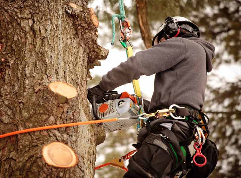 Tree Trimming Porirua Pruning and Maintenance Kapiti, Waikanae
